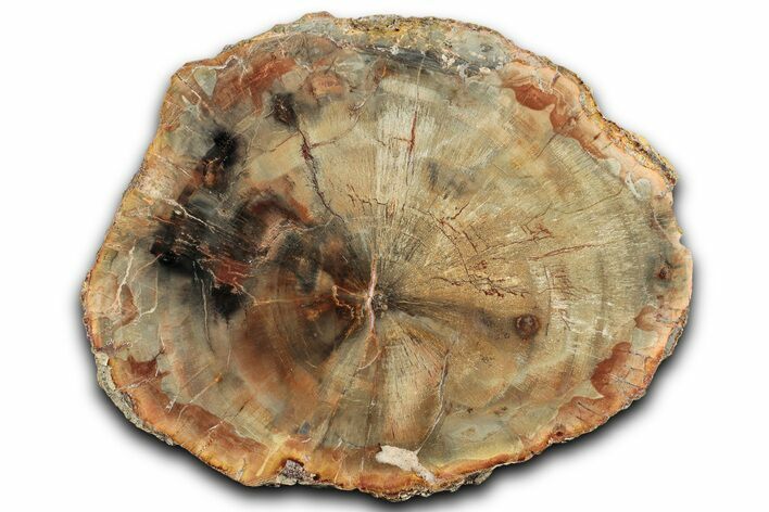 Colorful Petrified Wood (Araucaria) Round - Madagascar #325147